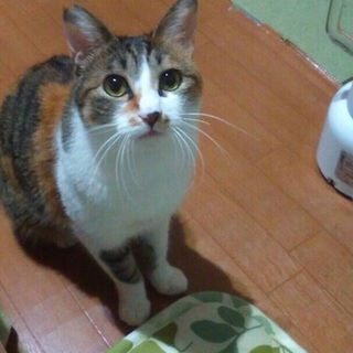 美猫、ミーちゃん