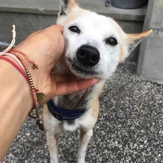 殺処分対象です