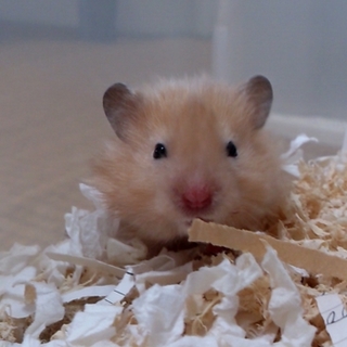 Ｗサテンとサテン