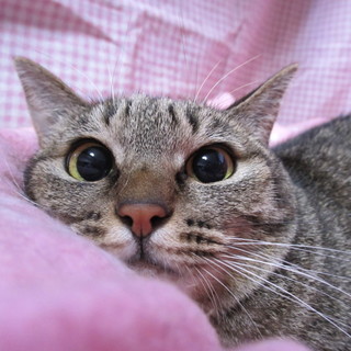 小柄で大人しいキジトラの女の子♡いちごちゃん♡