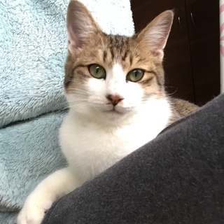 甘えん坊さんの猫ちゃんです。