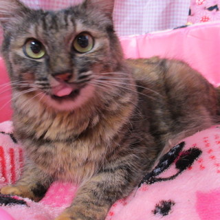 長毛サビ猫のあんずちゃん♡