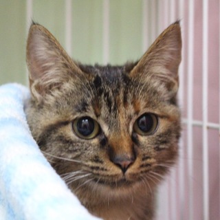 気立てがよく優しいいちごちゃん・６か月