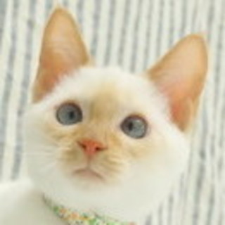 シャムミックス貴公子『ちゃむ君』