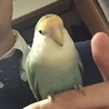 コザクラインコ(応募者多数により中止) サムネイル2