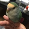コザクラインコ(応募者多数により中止) サムネイル3