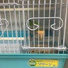 コザクラインコ(応募者多数により中止) サムネイル4