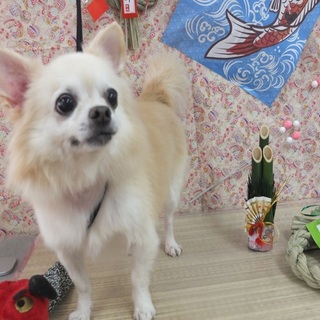 けやきちゃん♂　推定7才