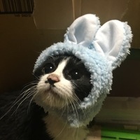 こてつ