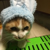 ぽち