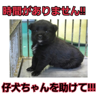 時間がありません!仔犬ちゃんの命を助けて下さい!!
