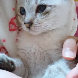 兄弟一緒でお迎えしてくれる方限定