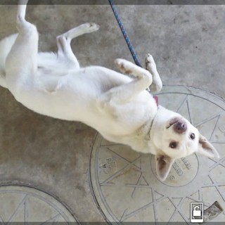 新しい飼い主さん募集しています。