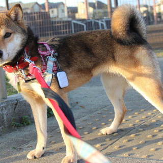 可愛い柴の女の子バナナです。