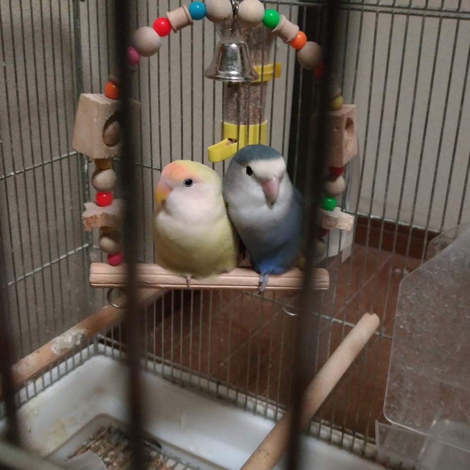 ピーちゃんのカバー写真