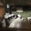 パンダマウス