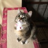りさっぴ