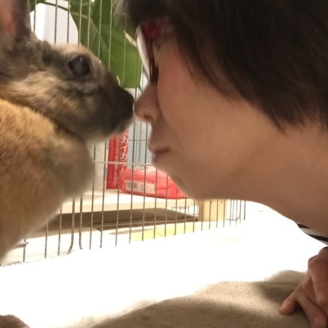 虎斗ママのカバー写真