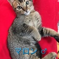 お顔も性格もとても可愛いマロンくん❣️