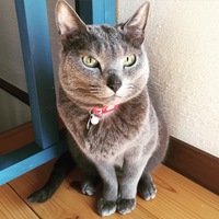 ぷま