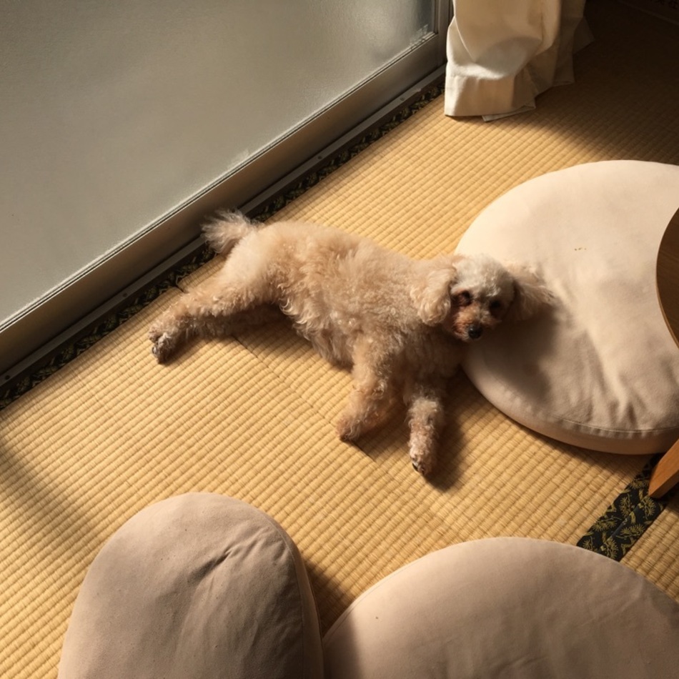 レイのカバー写真