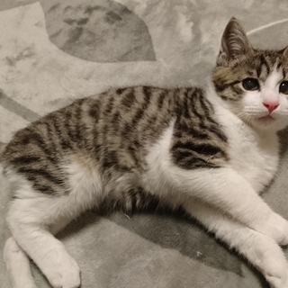 交通事故で保護･手術して回復中のミミくん