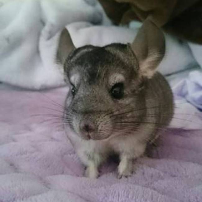 デューク1207のカバー写真