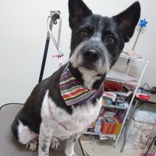 多頭飼現場の愛情不足犬ボンくん！