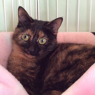 優しい性格のサビ柄の女の子・りんごちゃん