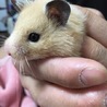 くま 