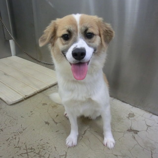 明るくて素直な洋犬ミックスの女の子