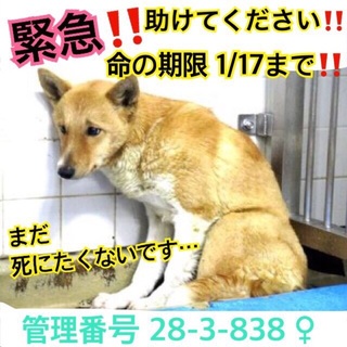 お願い＞_＜私を家族の一員にしてください！