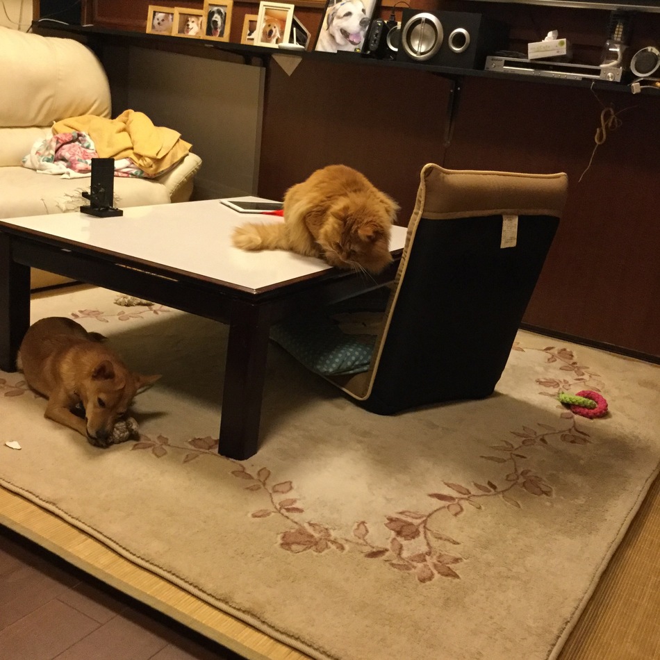 なっつのカバー写真