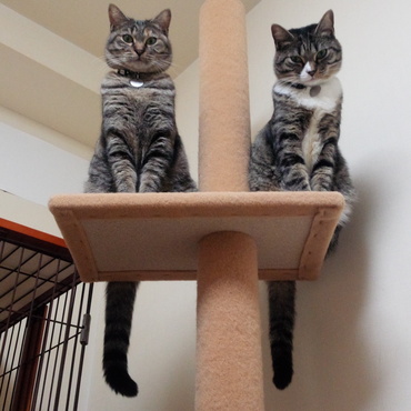 シンクロ猫姉妹に、ズーム・イン!!