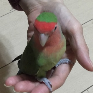 手乗り小桜インコ募集