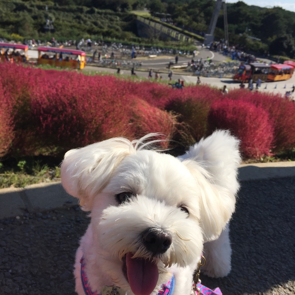 Sarahのカバー写真