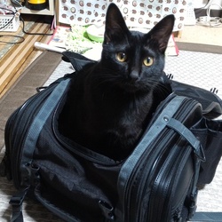 「バイクのバッグの中に。」サムネイル2