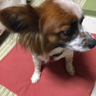 パピヨン 11才オス 里親募集します