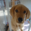 ラブラドールミックス　ありがとうございました！