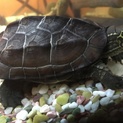 人懐っこいクサガメ幼体です。