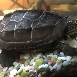 人懐っこいクサガメ幼体です。
