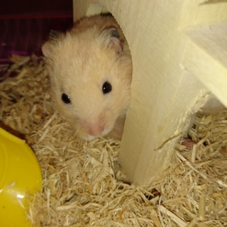 里親さんに感謝しています