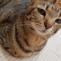 モカ