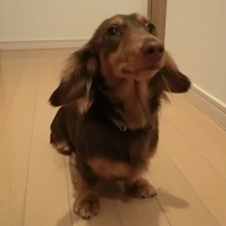 甘えん坊2歳のM・ダックス