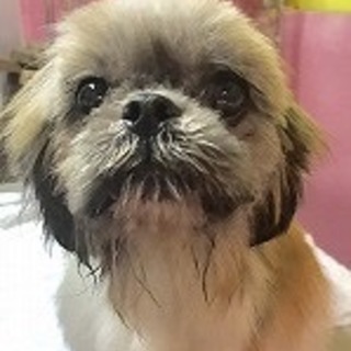 シーズー(オス)リガンの里親募集です！