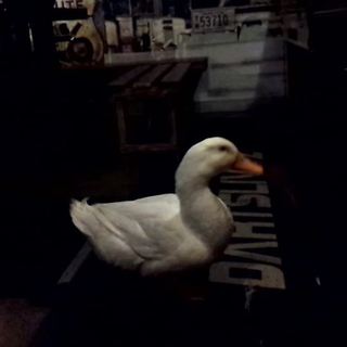 右足が悪いアヒル