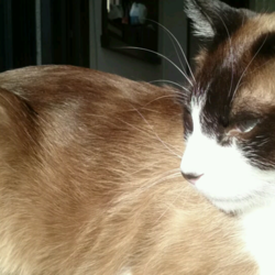 「たぬ① 好きなこと」サムネイル1