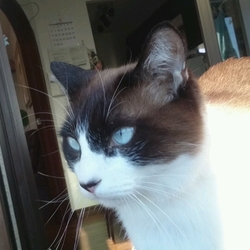 「たぬ① 好きなこと」サムネイル3