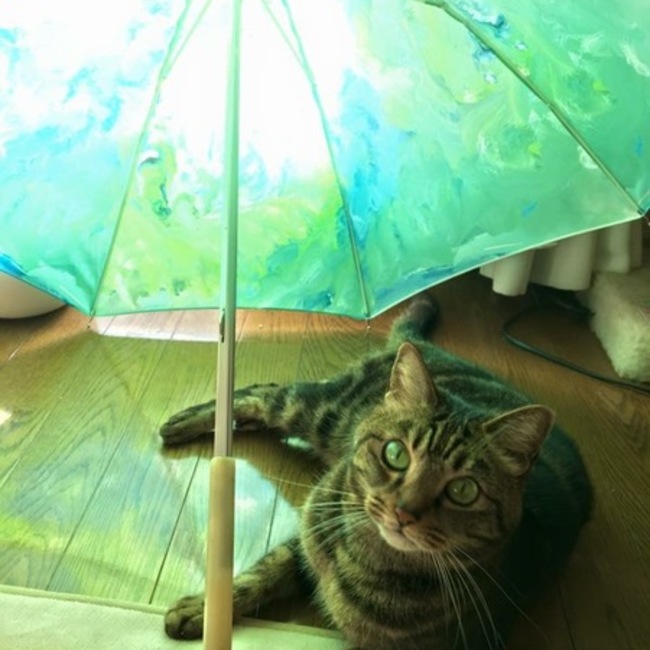 しましほのカバー写真