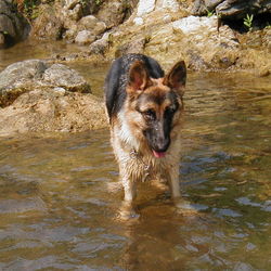 虹の橋を渡ったマリン
